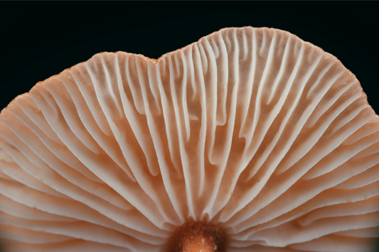 The Life-Changing Benefits of Functional Mushrooms